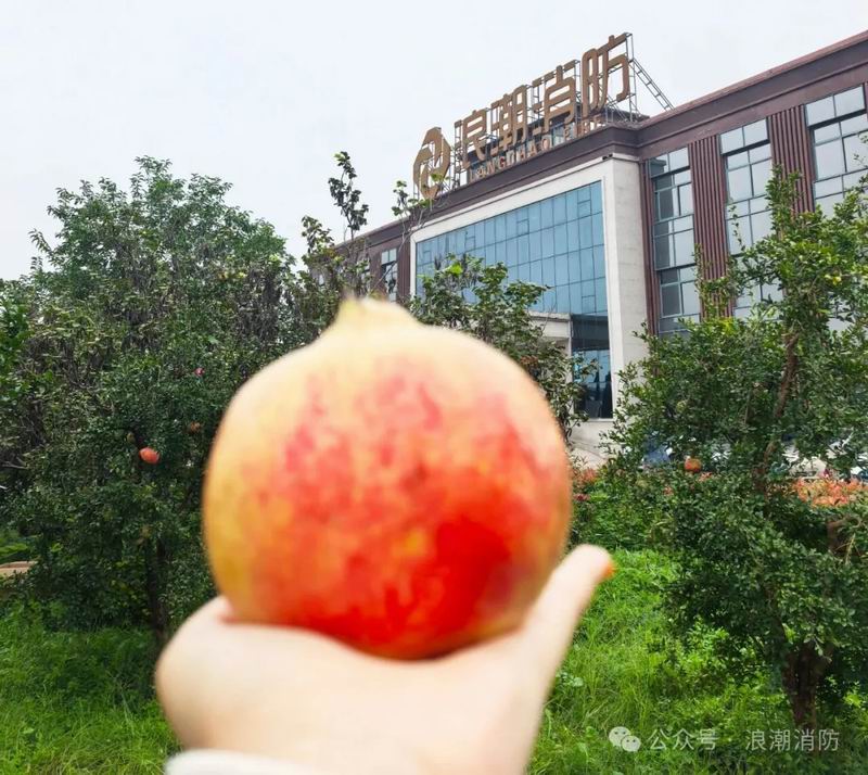 金秋十月摘石榴，我們把豐收與歡笑一起裝滿！